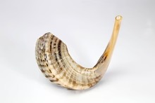 Rams Horn Shofar - Image 2