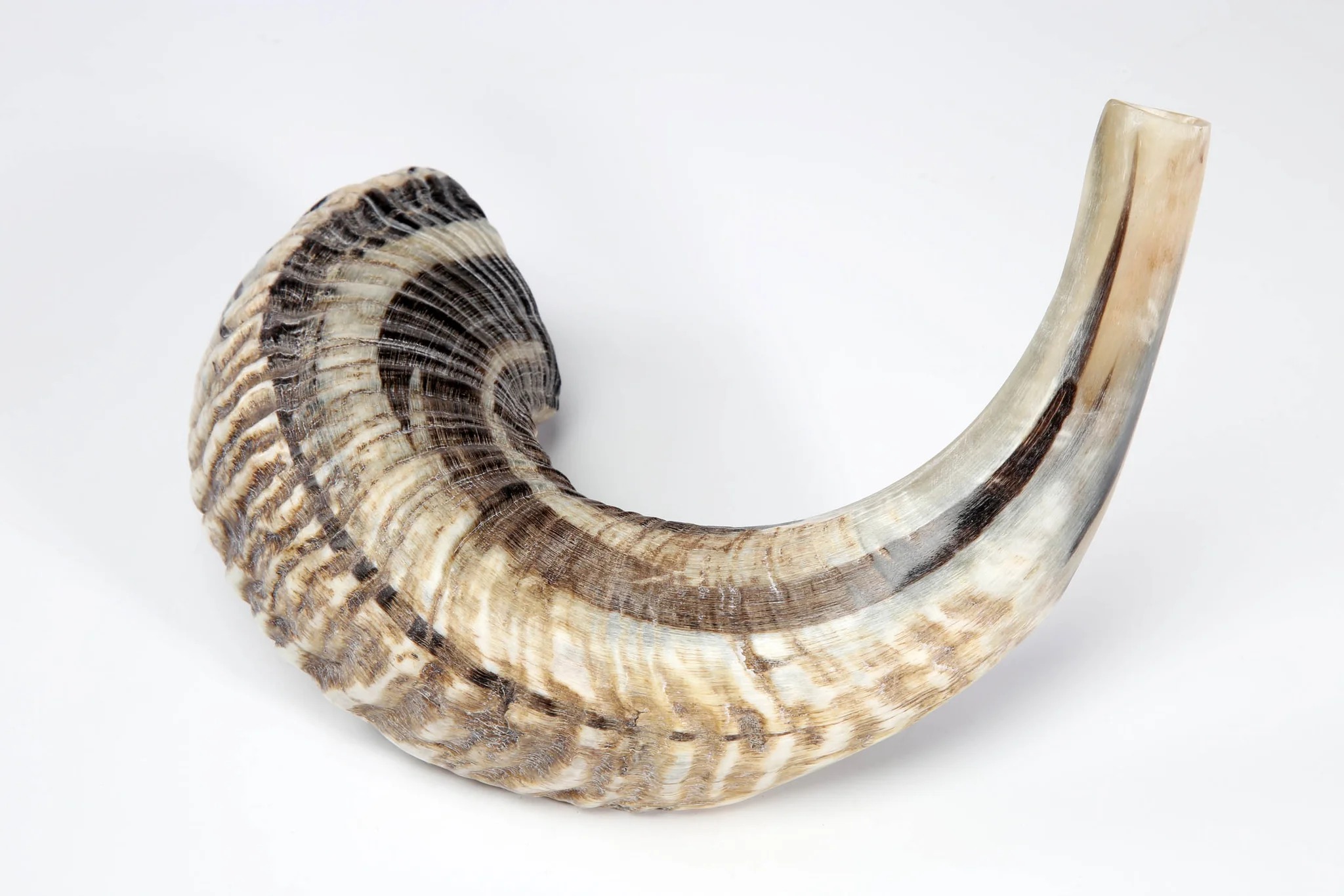 Rams Horn Shofar