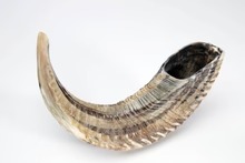 Rams Horn Shofar - Image 3